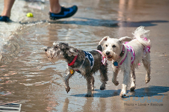 Wags and Waves-198