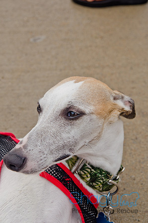 Wags and Waves 2011-364