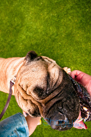 Dog Bowl 2010-109