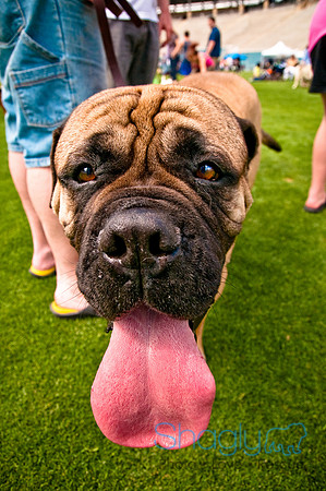 Dog Bowl 2010-107