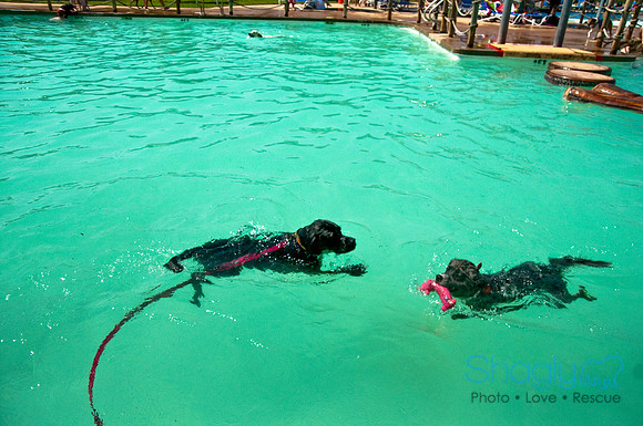 Wags and Waves-278