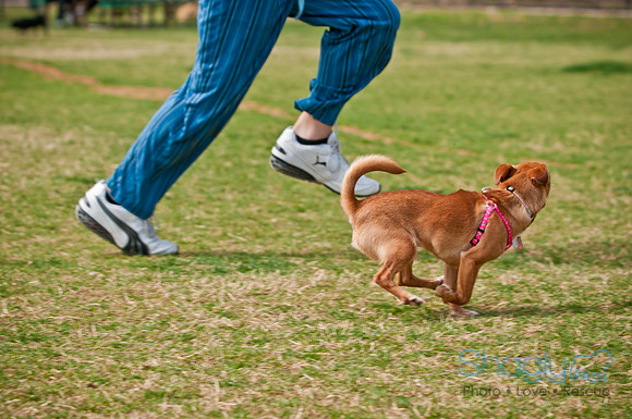 Pug Love Fun Run-154