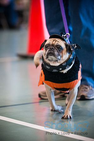 PugOWeen-3082