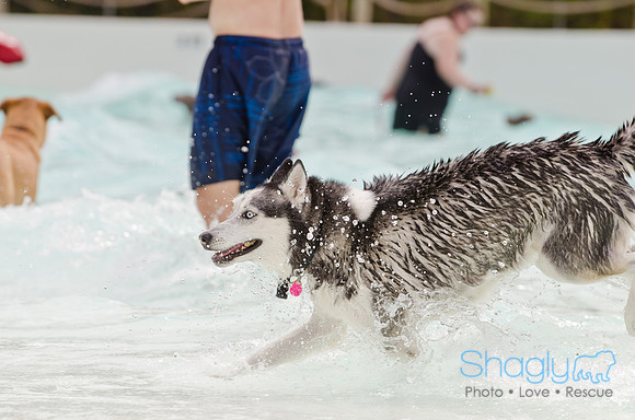 Wags and Waves 2011-151