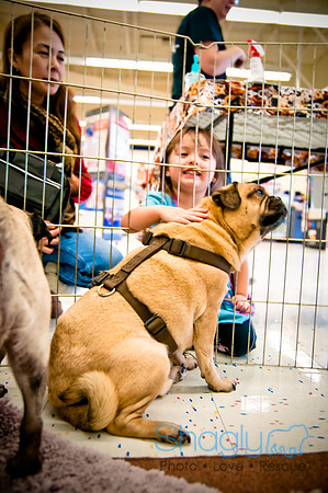 DFW Pug Rescue-39