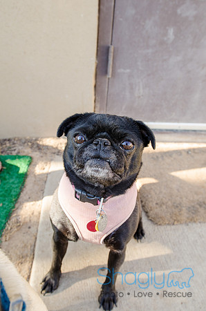 The Boarding Bungalo Pugs-2