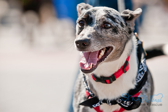 Krewe of Barkus 2011-131