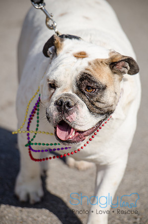 Krewe of Barkus 2012-278