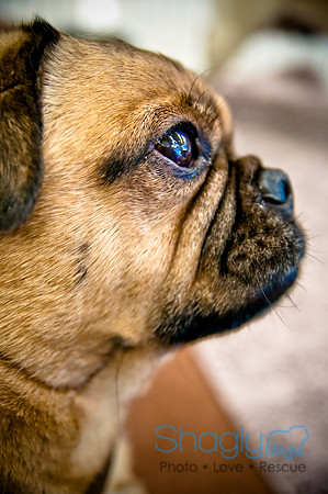 DFW Pug Rescue-52