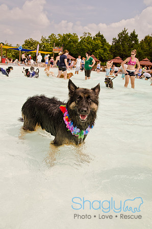 Wags and Waves 2011-246