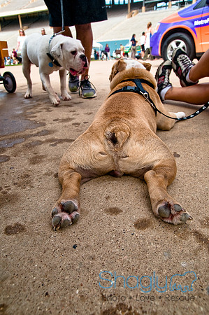 Dog Bowl 2010-118