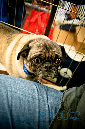 DFW Pug Rescue-29