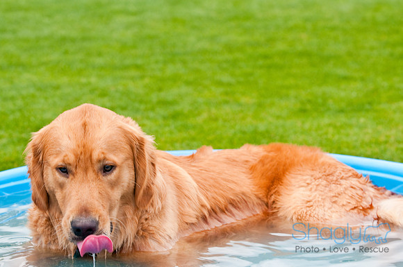 Dog Bowl 2010-34