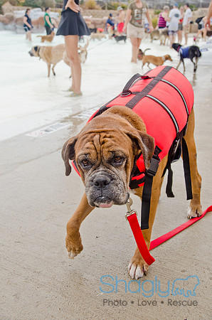 Wags and Waves 2011-272
