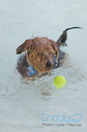 Wags and Waves 2011-473