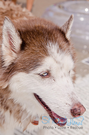 Wags and Waves 2011-281