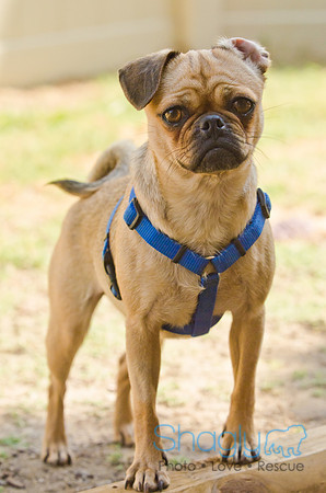 DFW Pug Rescue-Boarding Bunagalow-23