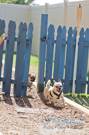 Shagly Photography-DFW Pug Rescue-32