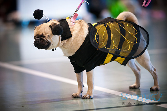 PugOWeen-2859