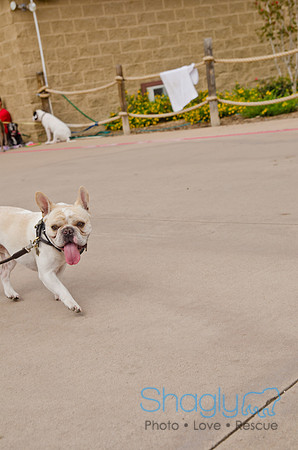 Wags and Waves 2011-379