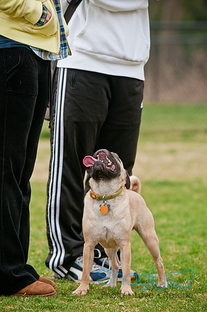 Pug Love Fun Run-121