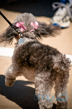 Prosper Pooch Party-6