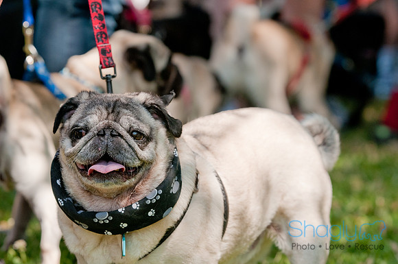 pugapalooza2011-77