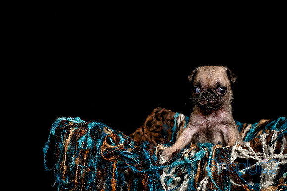 Baby Puggie Project-4