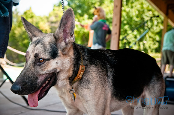Wags and Waves-334