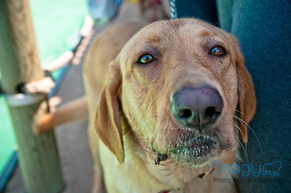 Wags and Waves-323