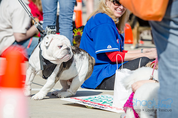 Krewe of Barkus 2012-142