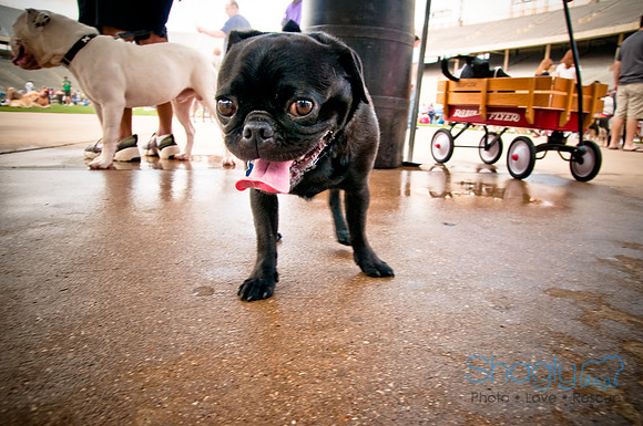 Dog Bowl 2010-120