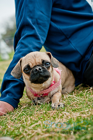 Pug Love Fun Run-218