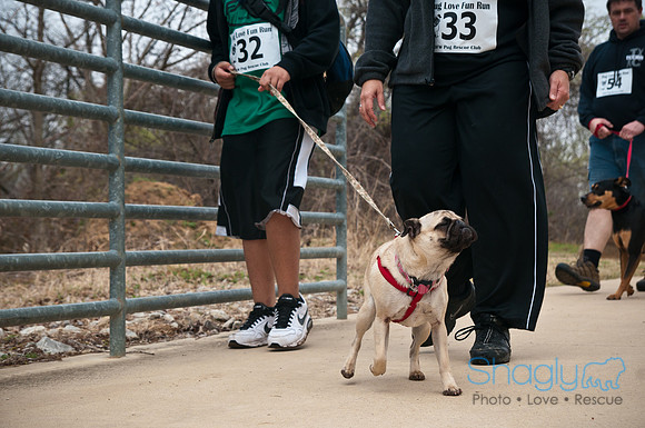 Pug Love Fun Run-13