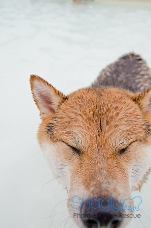 Wags and Waves 2011-215