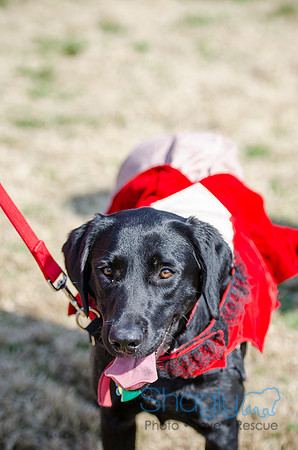 Krewe of Barkus 2012-100