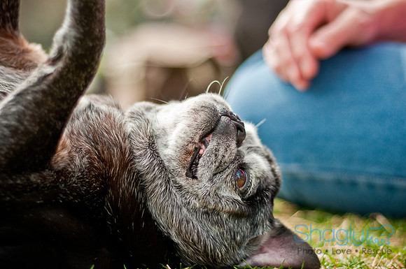 Pug Love Fun Run-212