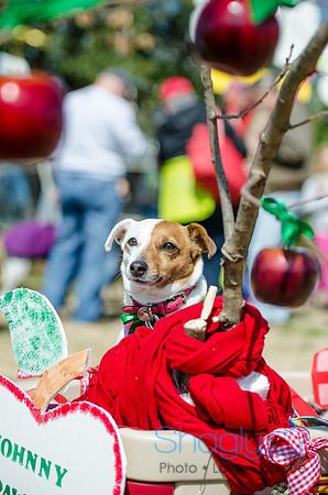 Krewe of Barkus 2012-40