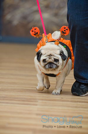 PugOween-87