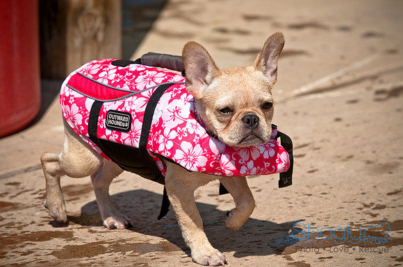 Wags and Waves-185