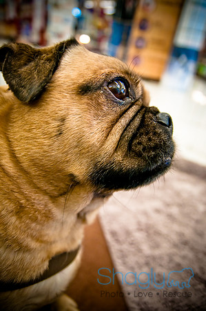 DFW Pug Rescue-50
