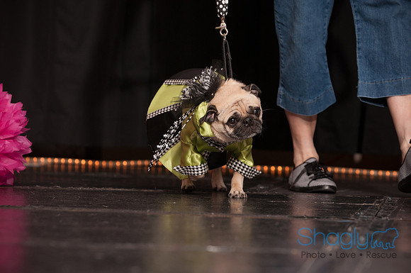 Project Pugway DFW Pug Rescue-24