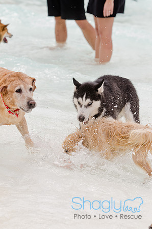 Wags and Waves 2011-154