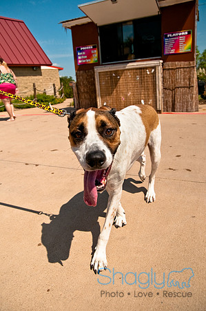 Wags and Waves-223
