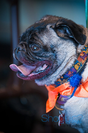 PugOWeen-2984