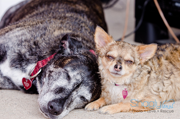 Wags and Waves 2011-465