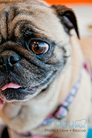 DFWpugrescue-liveattheboardingbugalow-16