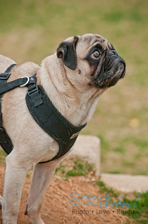 Pug Love Fun Run-100