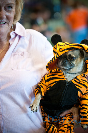 PugOWeen-3721