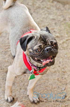 DFW Pug Rescue-Boarding Bunagalow-18